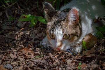 Naklejka na ściany i meble A kitten among the leaves staring intently