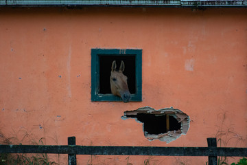 Horse at the window