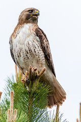 Hawk