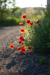 Flanders poppy