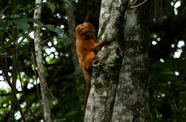 Monkey in the forest