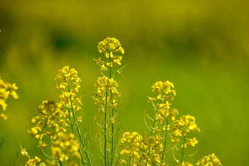 Obraz premium Happiness With the spring