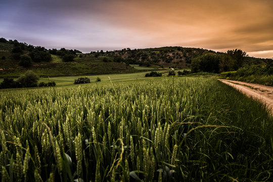Campo de trigo verde con un cielo de dos colores en un atardecer
