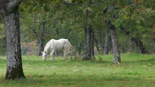 White lipizzaner horse grazing at green forest meadow at farm in clear autumn day. Lipica, Slovenia.