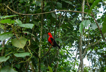 The Peruvian Cock of the Rock is also found within the mountains of Colombia, in the municipality of Jardin, Antioquia, Colombia.