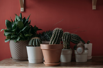Cacti and succulents in pots on a wooden table