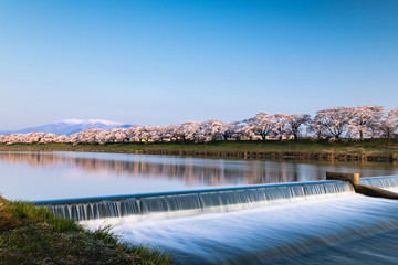 日本　早朝で青空の白石川堤一目千本桜