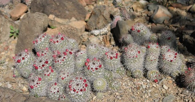 Hedgehog cactus, Echinocereus sp., from the Sonoran Desert 4K