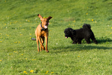 Two dogs play together on a green meadow, one is a poodle and the other is a Hungarian pointer