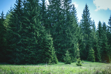 pine forest in the morning