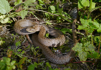 Smooth snake / Schlingnatter (Coronella austriaca) 
