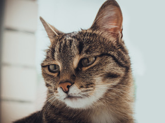 Brown Siberian cat posing on a background of a brick wall