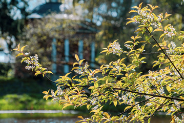 A branch with a blooming white bird cherry over the water.