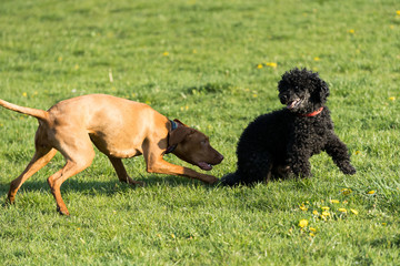 Two dogs play together on a green meadow, one is a poodle and the other is a Hungarian pointer