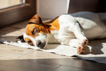Jack russell terrier is sleeping in sun lights near a window