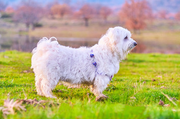 Naklejka na ściany i meble Maltese Bichon breed dog (Toy, mini) enjoying the field at sunset