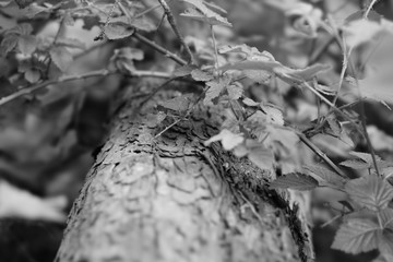 autumn leaves on the tree