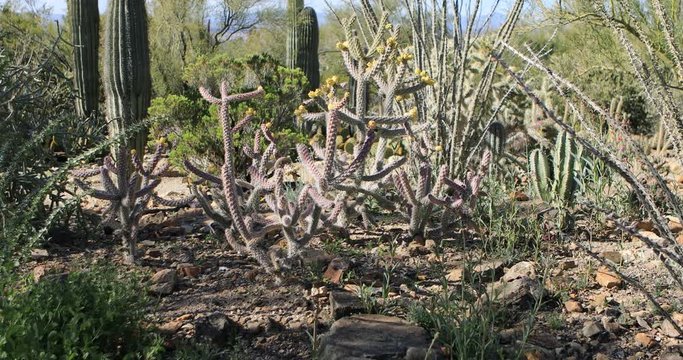 Cane Cholla, Cylindropuntia imbricata, from the Sonoran Desert 4K
