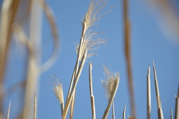 trockenes Schilf vor Himmel