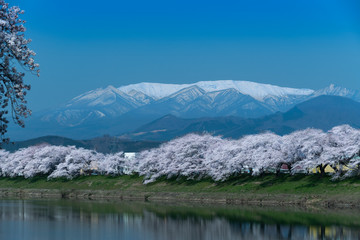 日本　早朝で青空の白石川堤一目千本桜