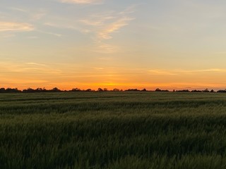 Fototapeta na wymiar sunset over a crop field in Warwickshire 
