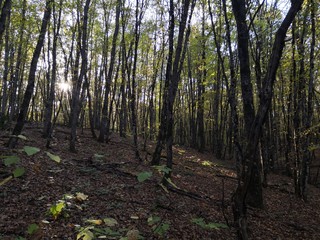 trees in the forest