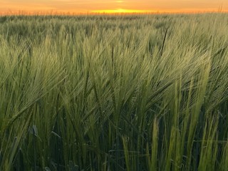 Field of crops with distant sunset 