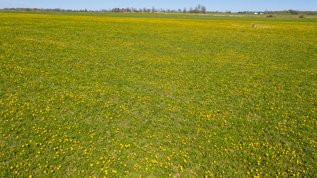 Beautiful panoramic aerial view photo from flying drone to Meadow with dandelions on a sunny day. Dandelions in spring. Flowering dandelions close-up. Beautiful dandelion background from above. series