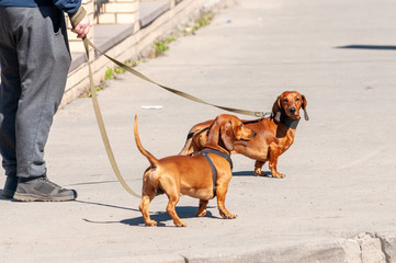 dachshunds on leashes during a walk on a summer day