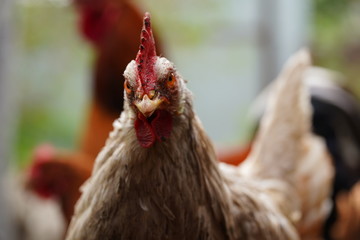 A white hen walks in a pen. Chickens search for grain while walking in a paddock on a farm