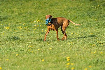 The Hungarian pointer is wonderfully retrieving retrieves during the afternoon sunny training.