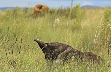 Anteater flag animal typical of Brazilian fauna