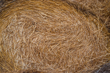 Hay close-up. Texture, background. Yellow dry straw.