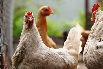 A white hen walks in a pen. Chickens search for grain while walking in a paddock on a farm