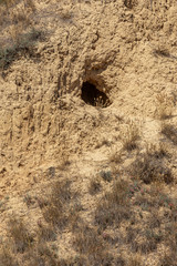 Wild city of animals. colony of animals on hill, covered with labyrinth of holes. Rabbit holes. Foxholes. Animal burrows in steppe hilly zone. Traces of animals in wild. Earthy house in wild