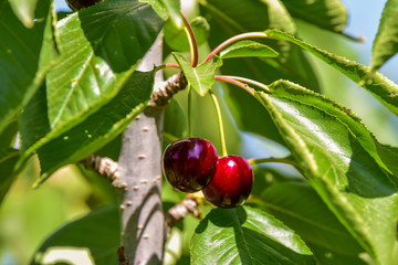 Fototapeta premium Cherry berry on a tree branch in the early morning in a summer garden. Selective focus. 
