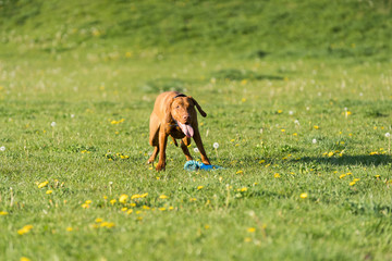 The Hungarian pointer is down and resting briefly during the afternoon training.