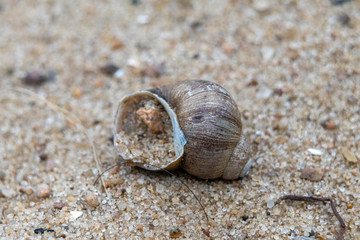 shell on the sand