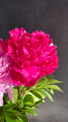 red pink peonies at dark background. Vertical. Front view. Close up. Background. mobilephone