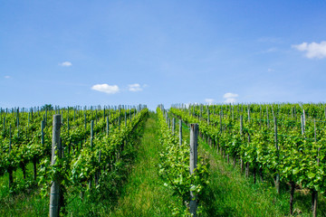 Fototapeta na wymiar vineyard in france, vineyard in summer with blue sky and clouds, sunny vineyard landscape 