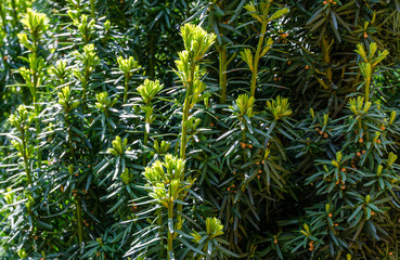 Yew Taxus baccata Fastigiata Aurea (English yew, European yew) new bright green with yellow stripes foliage in spring garden as natural background. Selective focus. Nature concept for design