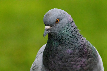 close up of a pigeon