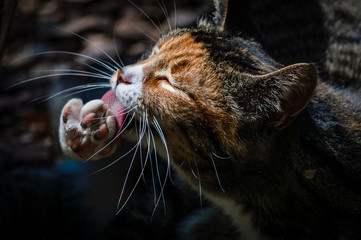 Tabby cat with orange patch grooming it's paw out in the sun