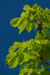 Liście kasztanowca na tle błękitnego nieba