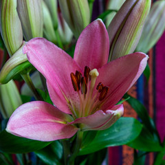 Close up of a  beautiful pink lily with orange stamens in soft daylight