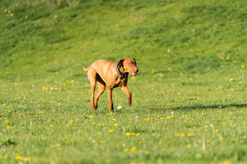 Hungarian Pointer is a thoroughbred bitch. Light brown and fairly short coat.