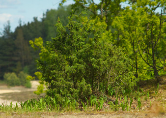 Jałowiec na wzgórzu