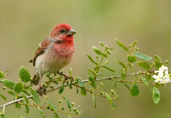 Common rosefinch ( carpodacus erythrinus ) male