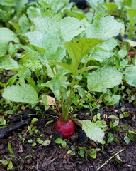 Radish in the garden