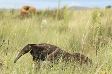 Anteater flag animal typical of Brazilian fauna